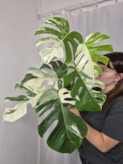 Monstera Variegata (zum aussuchen)