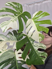 Monstera Variegata (zum aussuchen)