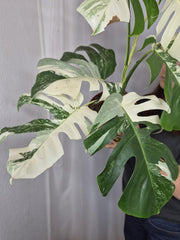 Monstera Variegata (zum aussuchen)