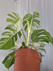 Monstera Variegata (zum aussuchen)