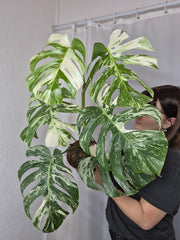 Monstera Variegata (zum aussuchen)