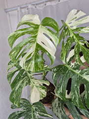 Monstera Variegata (zum aussuchen)