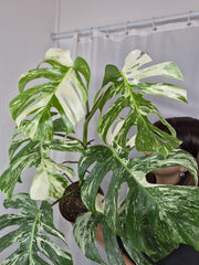 Monstera Variegata (zum aussuchen)
