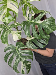 Monstera Variegata (zum aussuchen)