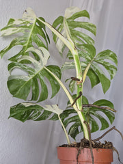 Monstera Variegata (zum aussuchen)