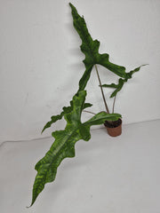 Sad Plants