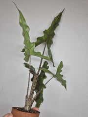 Sad Plants
