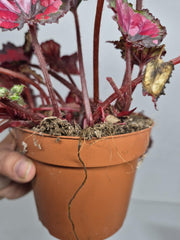 Sad Plants