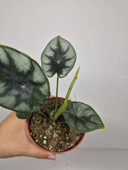 Sad Plants