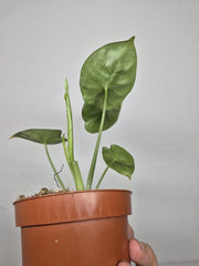 Sad Plants