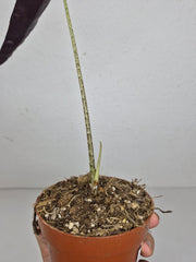 Sad Plants