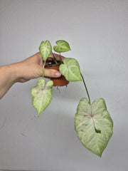 Sad Plants