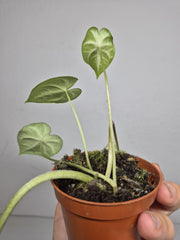 Sad Plants