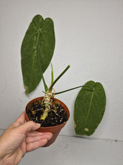 Sad Plants