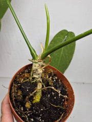 Sad Plants
