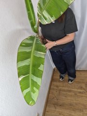 Sad Plants