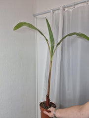 Sad Plants