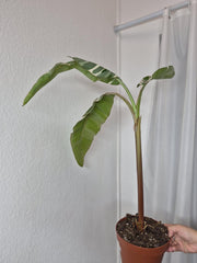 Sad Plants