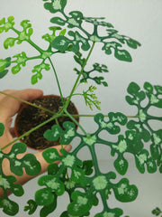 Adenia Perrieri