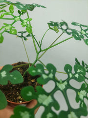 Adenia Perrieri