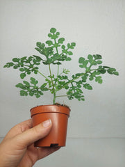 Adenia Perrieri