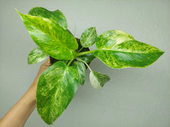 Philodendron Giganteum Variegata
