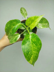 Philodendron Giganteum Variegata
