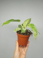Philodendron Giganteum Variegata