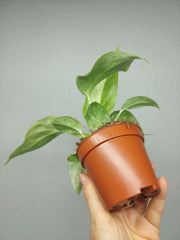 Philodendron Giganteum Variegata