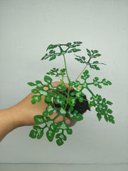 Adenia Perrieri