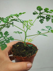 Adenia Perrieri