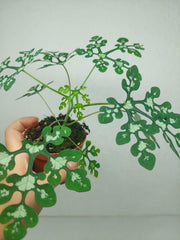 Adenia Perrieri