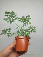 Adenia Perrieri
