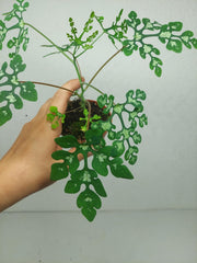 Adenia Perrieri
