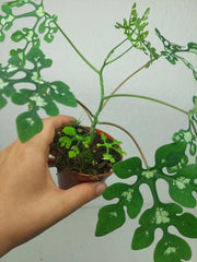 Adenia Perrieri