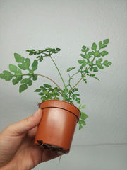 Adenia Perrieri
