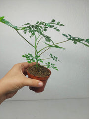 Adenia Perrieri