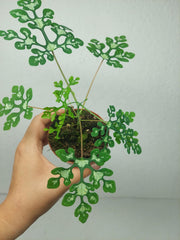 Adenia Perrieri