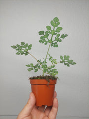 Adenia Perrieri
