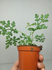 Adenia Perrieri