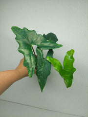 Alocasia Batwing Mint