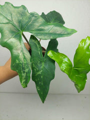 Alocasia Batwing Mint