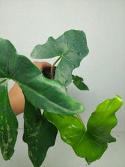 Alocasia Batwing Mint