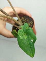 Alocasia Batwing Mint