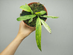 Anthurium Vittarifolium Aurea Variegata