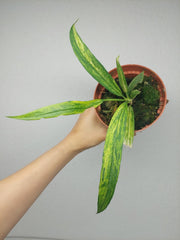 Anthurium Vittarifolium Aurea Variegata
