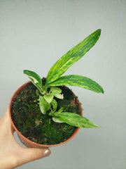 Anthurium Vittarifolium Aurea Variegata