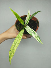 Anthurium Vittarifolium Aurea Variegata