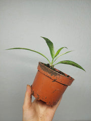Anthurium Vittarifolium Aurea Variegata