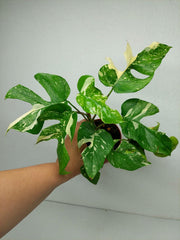 Monstera Minima (Raphidophora Tetrasperma) Thai Constellation